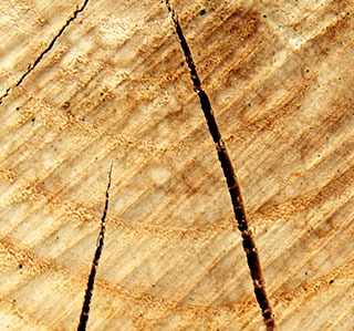 Fotobalk Hout Lokaal